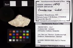 Foto (Objket + Etiketten) von Crustacea indet. 